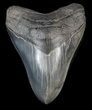 Serrated Megalodon Tooth - Georgia #39442-1